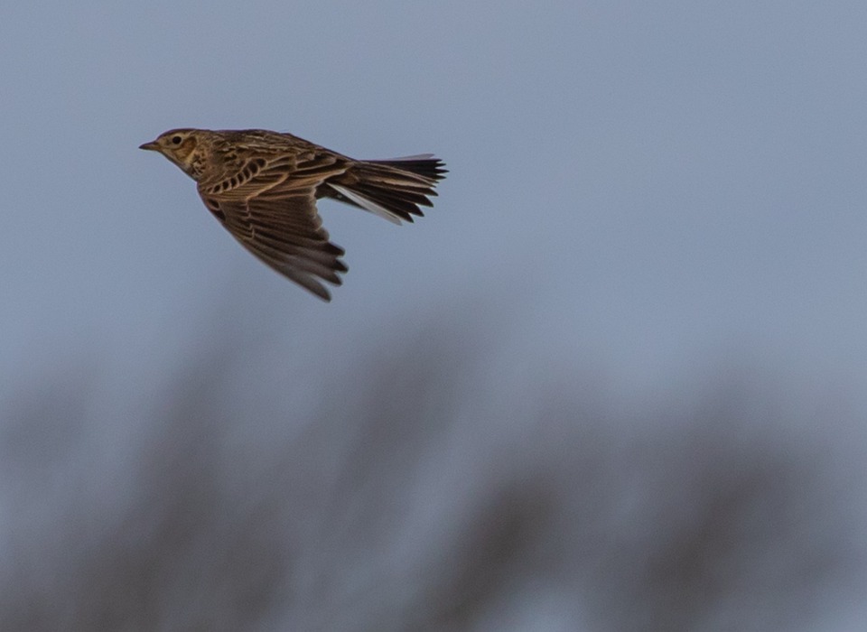 Skylark, Song Bird, Songbird, Sky Lark, European